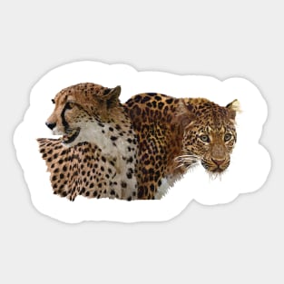 wild cat Sticker